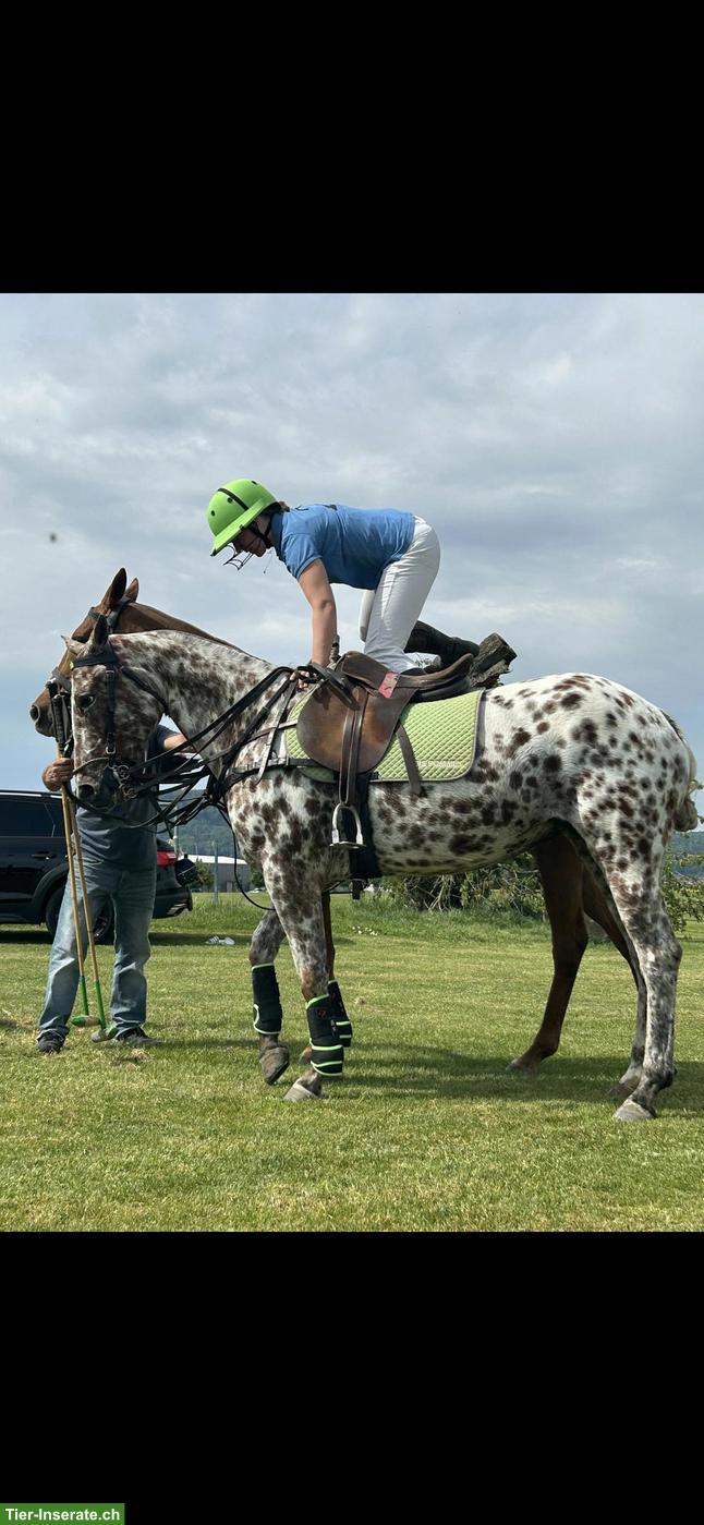 Bild 7: Polopony, super liebe Stute sucht neues Zuhause als Freizeitpferd