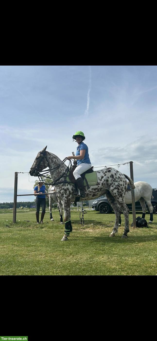 Bild 8: Polopony, super liebe Stute sucht neues Zuhause als Freizeitpferd
