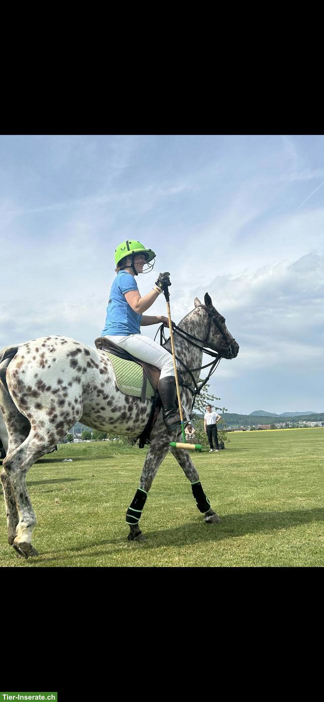 Bild 9: Polopony, super liebe Stute sucht neues Zuhause als Freizeitpferd