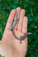 Baumschleichen Abronia sp. zu verkaufen