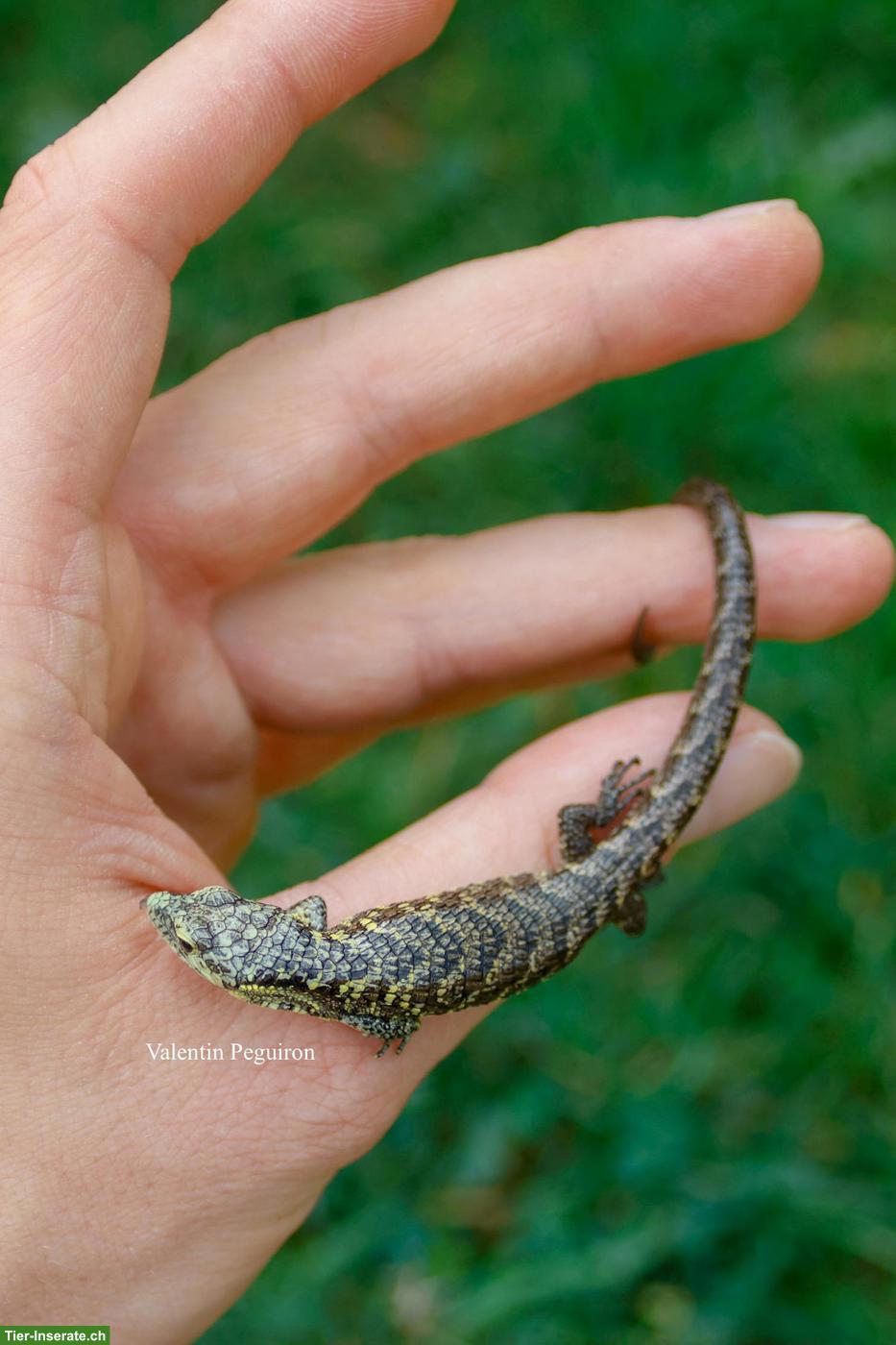 Bild 2: Baumschleichen Abronia sp. zu verkaufen