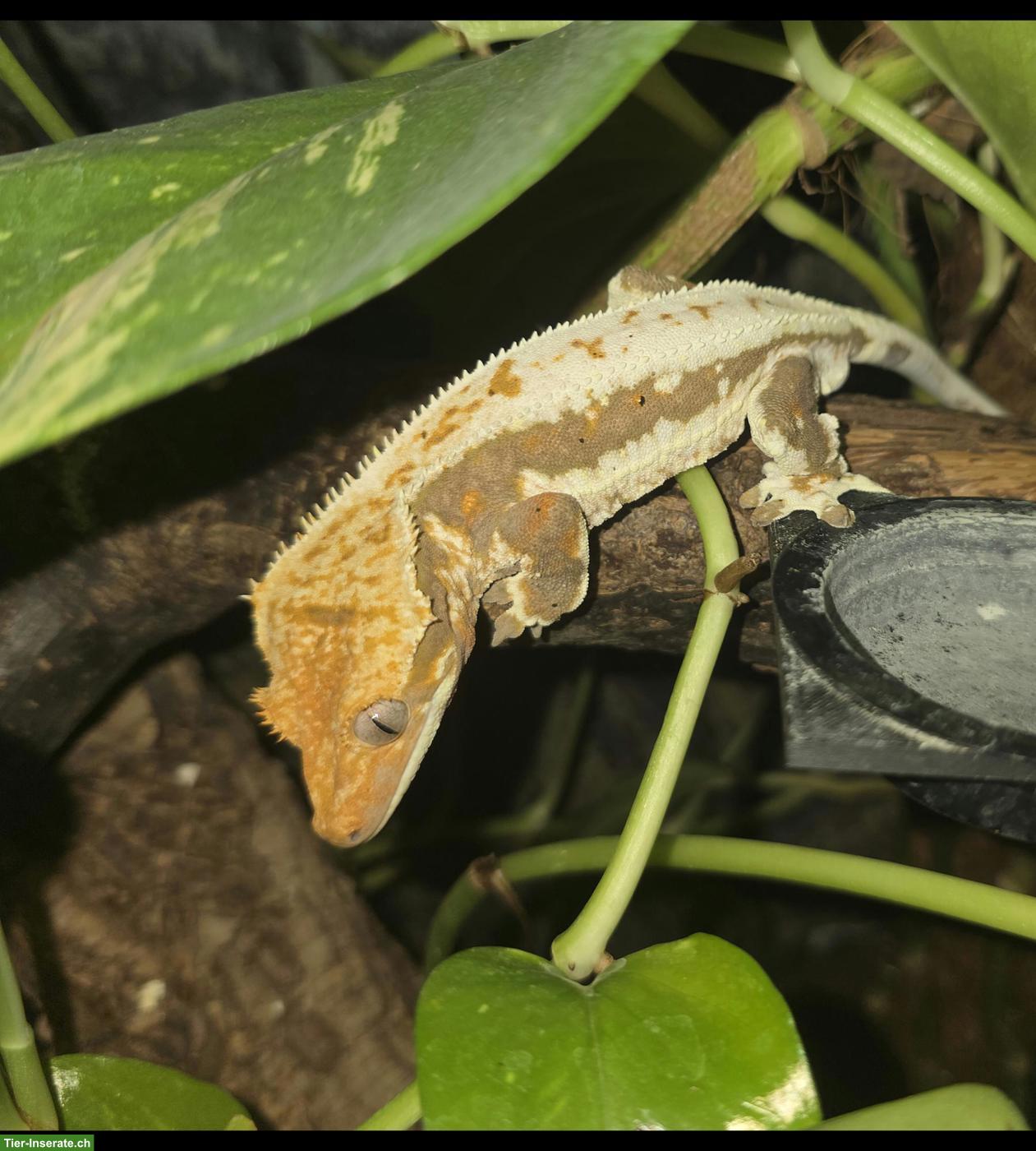 Kronengecko Lilly White 1.0 (Correlophus ciliatus)