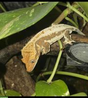Kronengecko Lilly White 1.0 (Correlophus ciliatus)