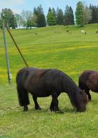 Shetty Stute als Beistellpferd