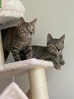 2 Kitten vom Bauernhof gemeinsam abzugeben