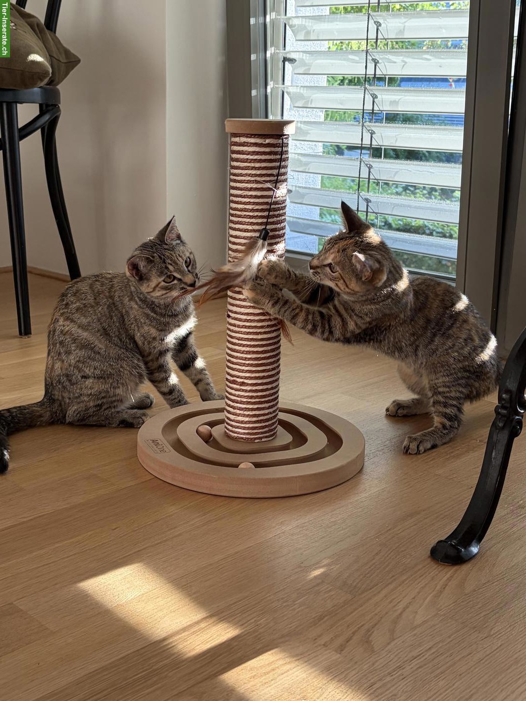 Bild 2: 2 Kitten vom Bauernhof gemeinsam abzugeben