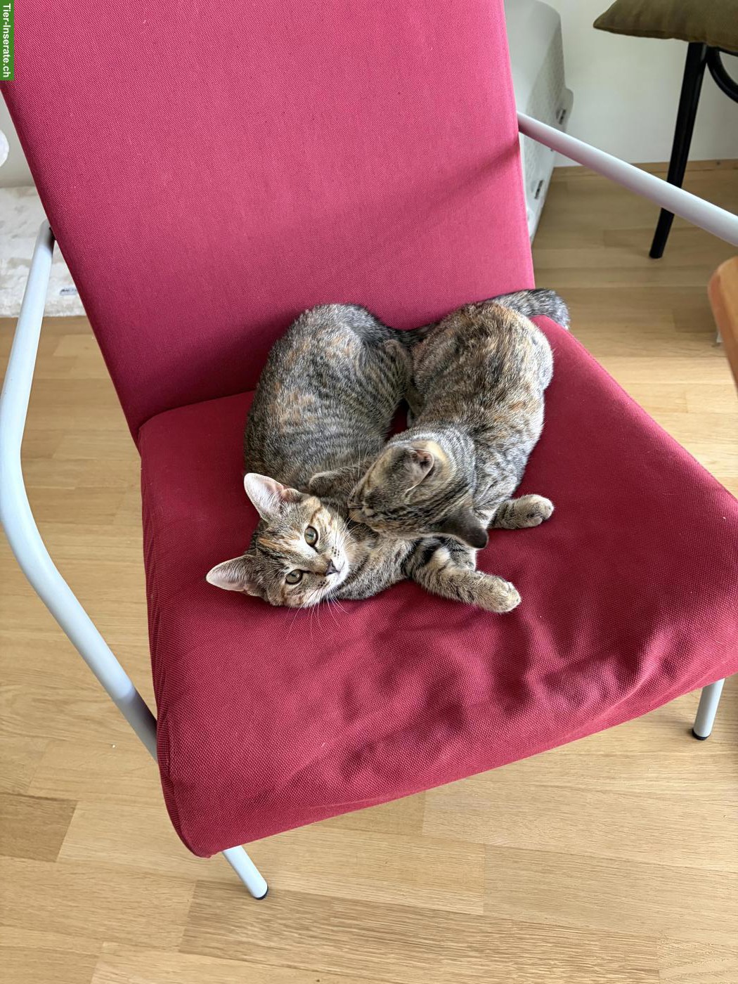 Bild 3: 2 Kitten vom Bauernhof gemeinsam abzugeben