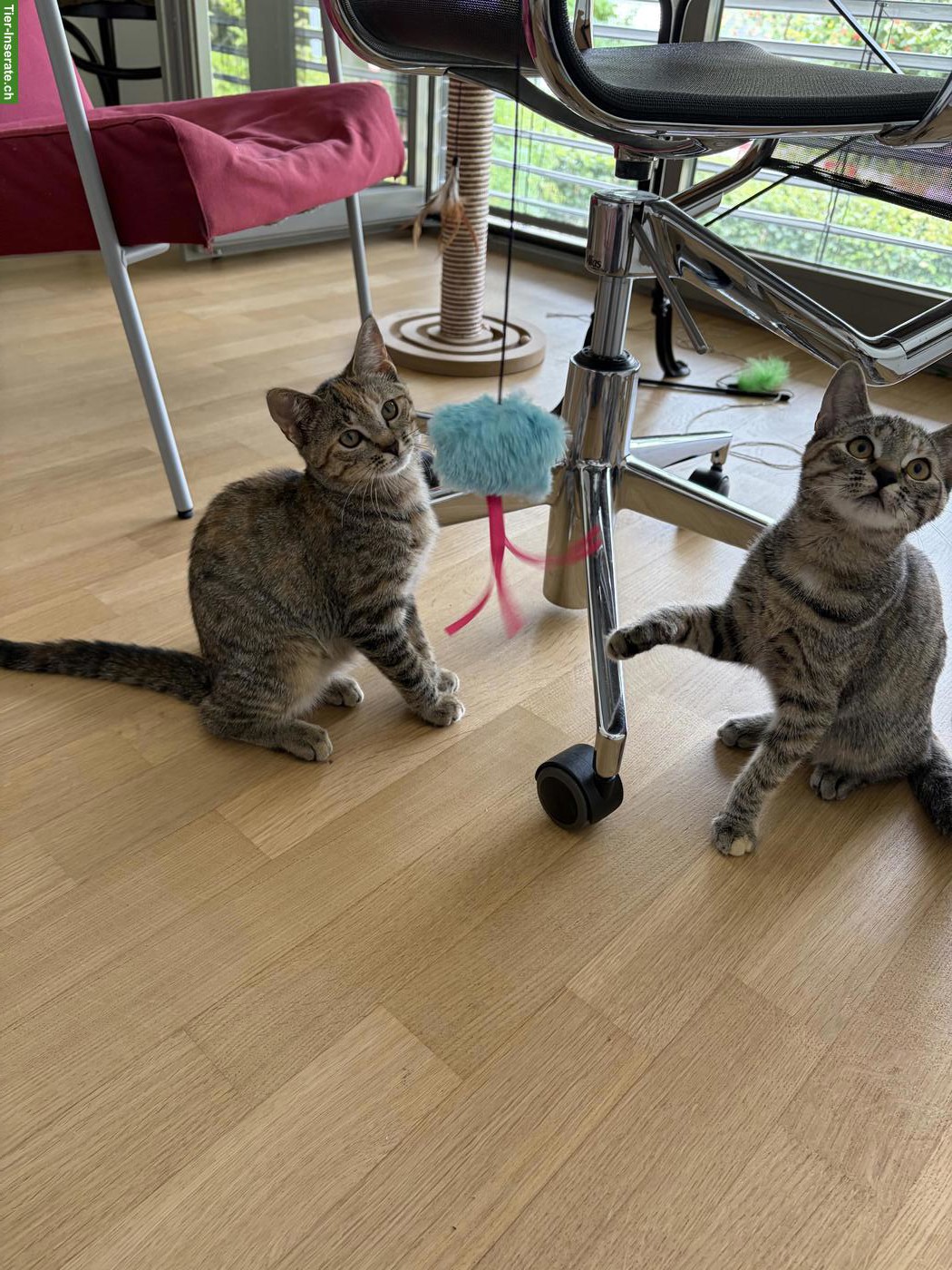 Bild 4: 2 Kitten vom Bauernhof gemeinsam abzugeben