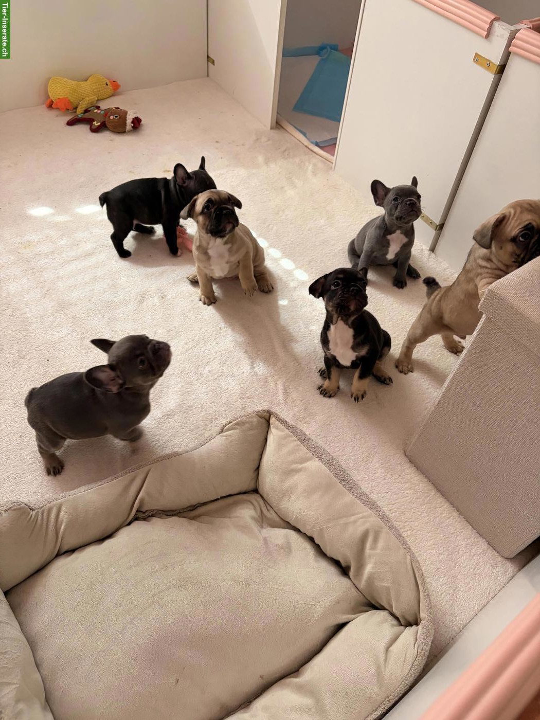 Französische Bulldoggen Welpen suchen ihr Zuhause