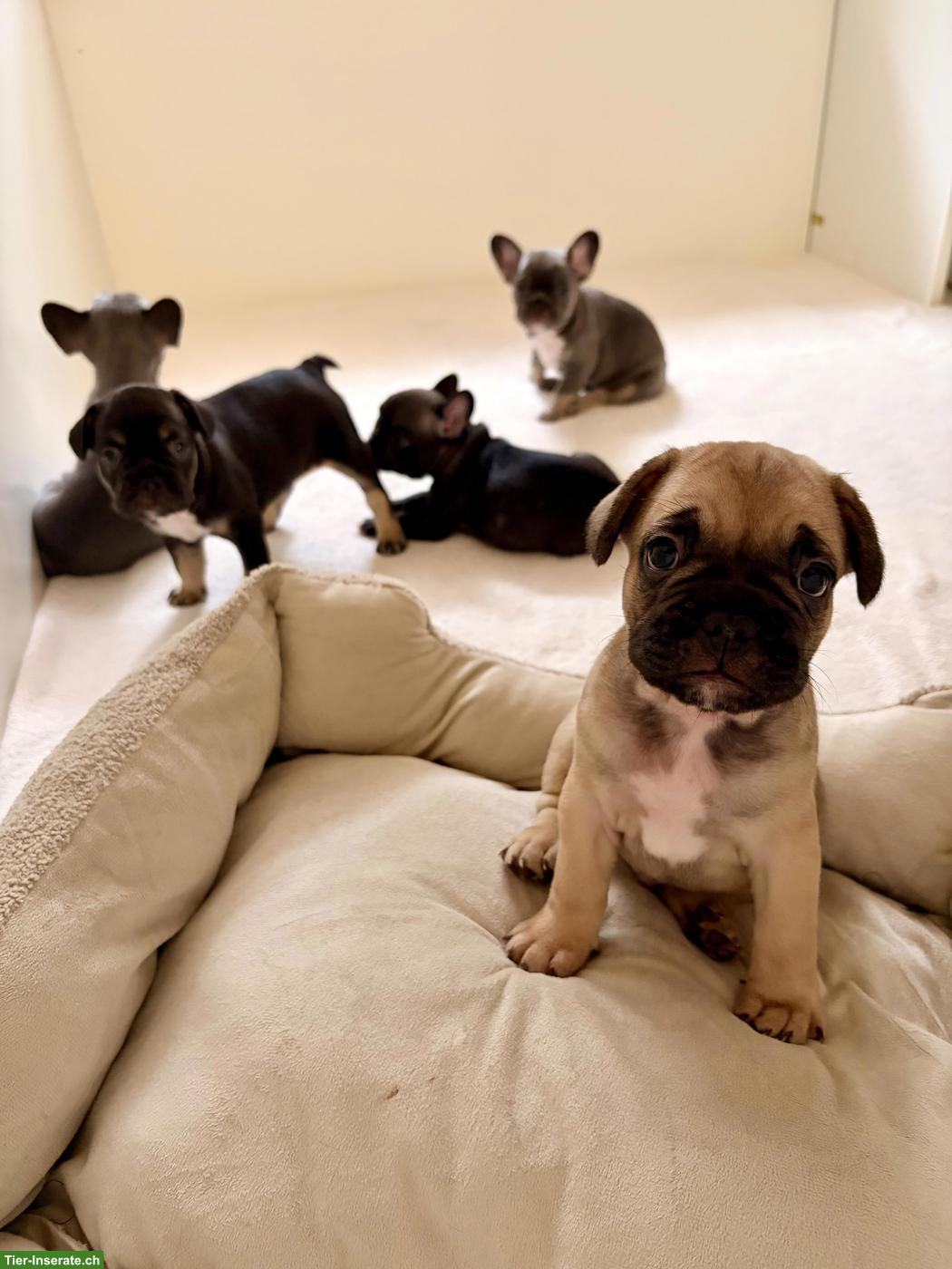 Bild 2: Französische Bulldoggen Welpen suchen ihr Zuhause