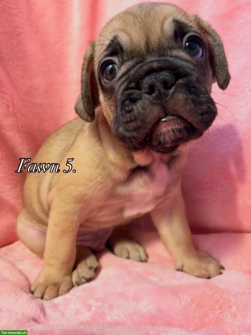 Bild 7: Französische Bulldoggen Welpen suchen ihr Zuhause