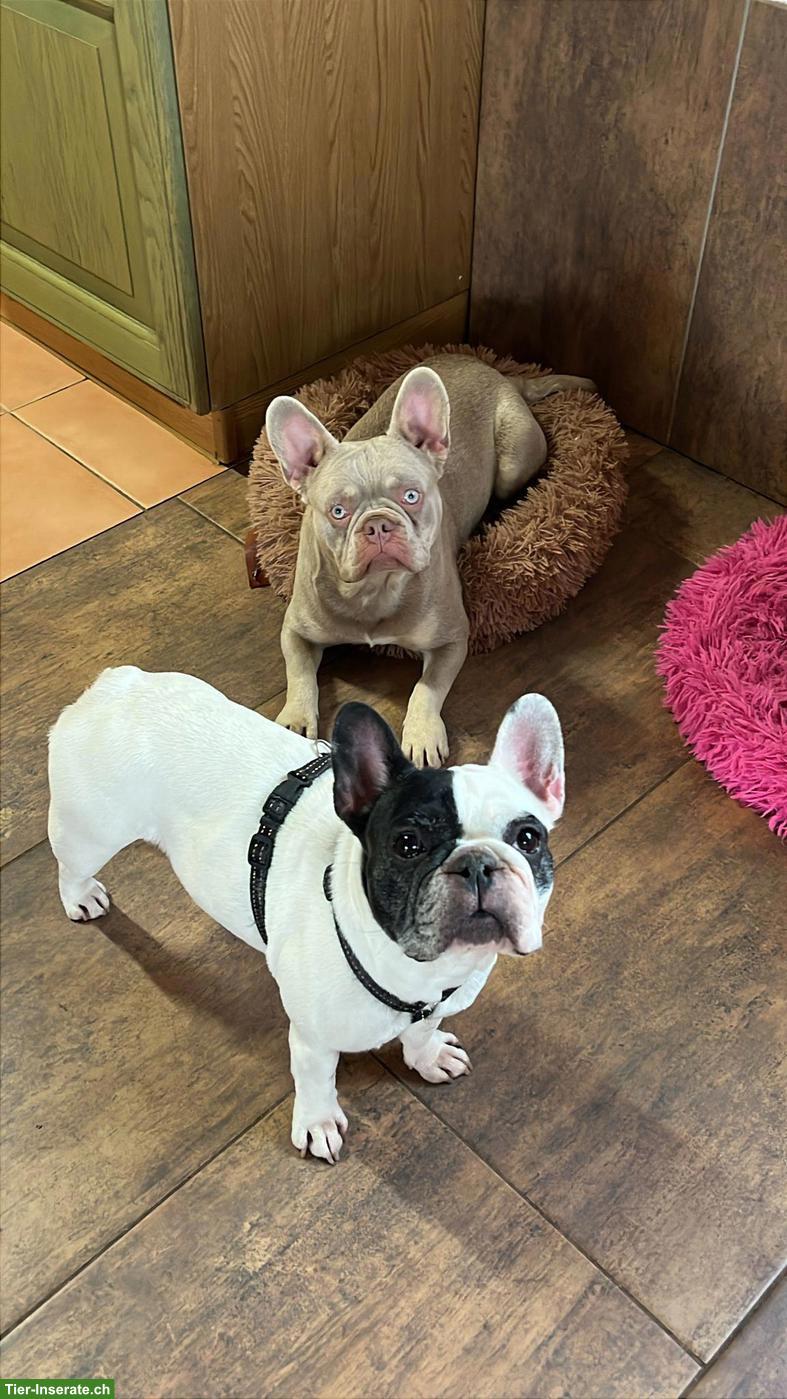 Bild 8: Französische Bulldoggen Welpen suchen ihr Zuhause