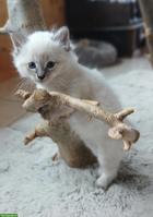 Herzige sibirische Waldkatzen-Babys