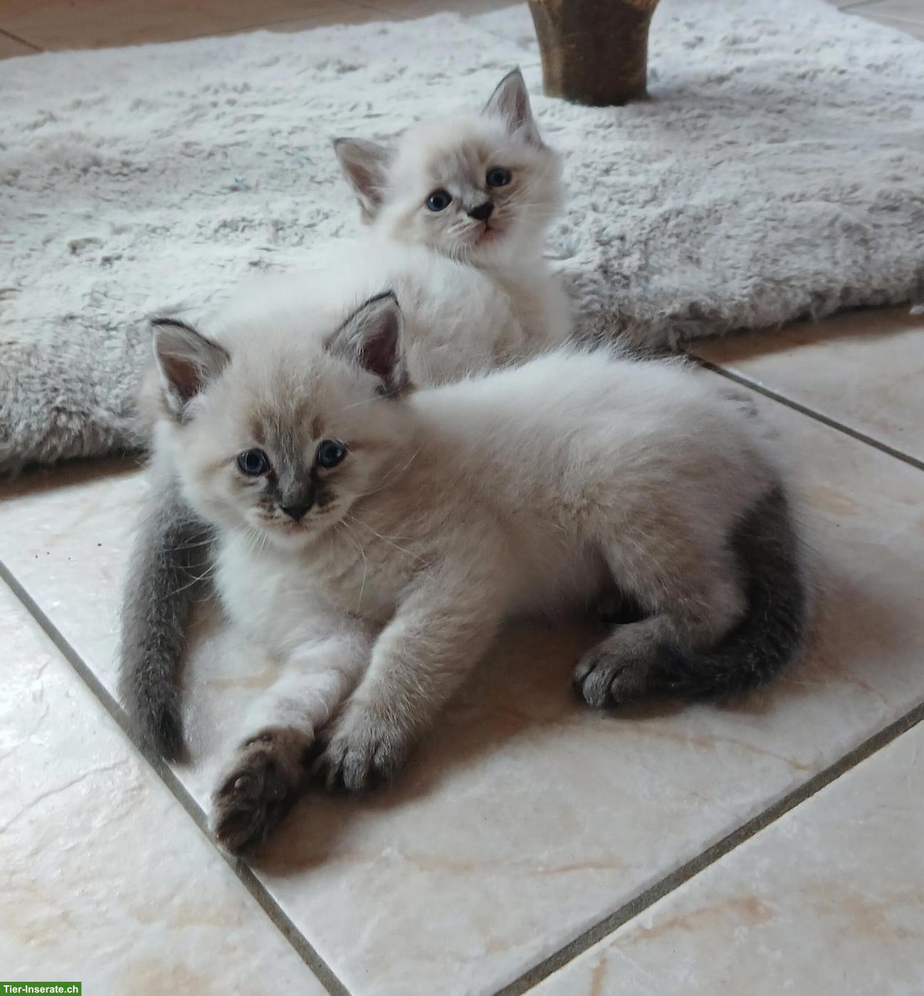Bild 4: Herzige sibirische Waldkatzen-Babys
