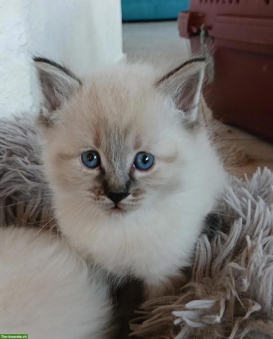 Bild 6: Herzige sibirische Waldkatzen-Babys