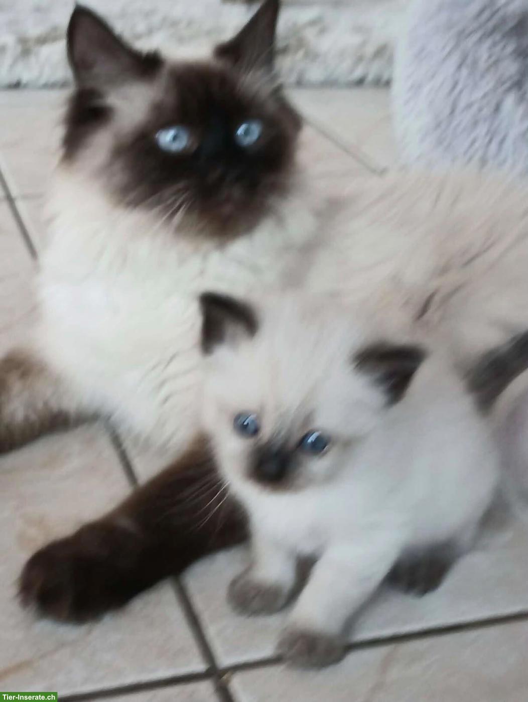 Bild 7: Herzige sibirische Waldkatzen-Babys