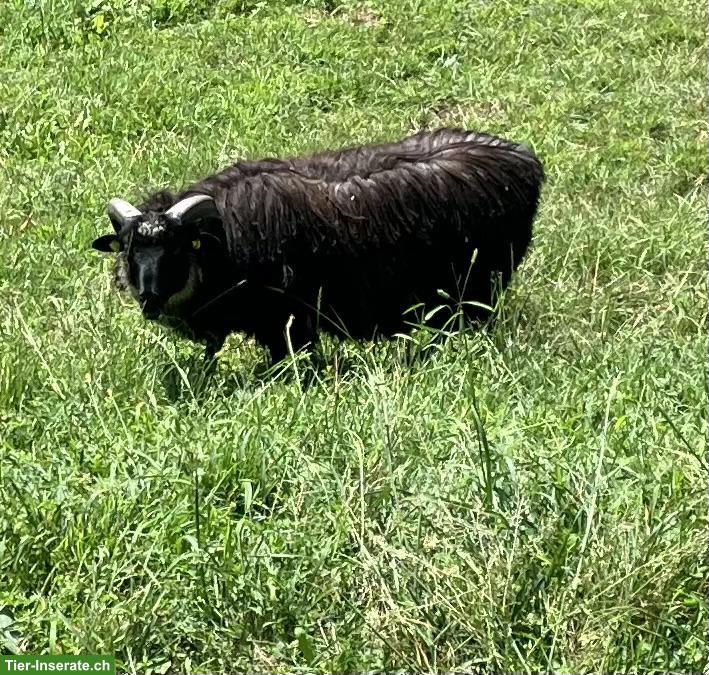 Junger Heidschnucken Bock