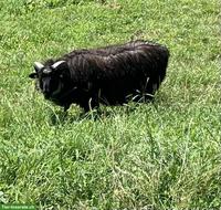 Junger Heidschnucken Bock