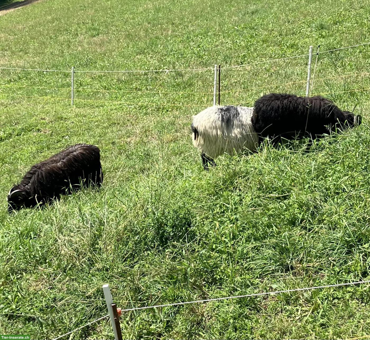 Bild 2: Junger Heidschnucken Bock