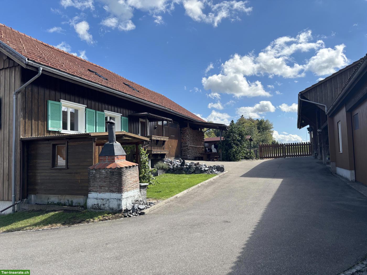 Bild 3: 4.5 Zimmer Bauernhaus mit Pferdestall zu vermieten