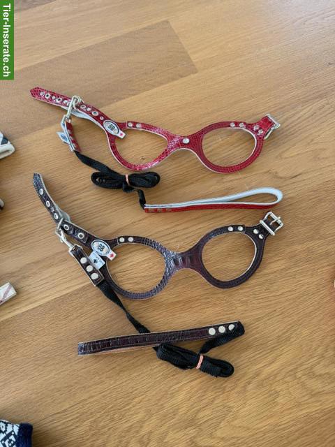 Bild 2: Buddy Belts mit Leine für kleine Hunde, Grösse 4