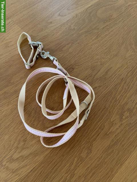 Bild 3: Buddy Belts mit Leine für kleine Hunde, Grösse 4