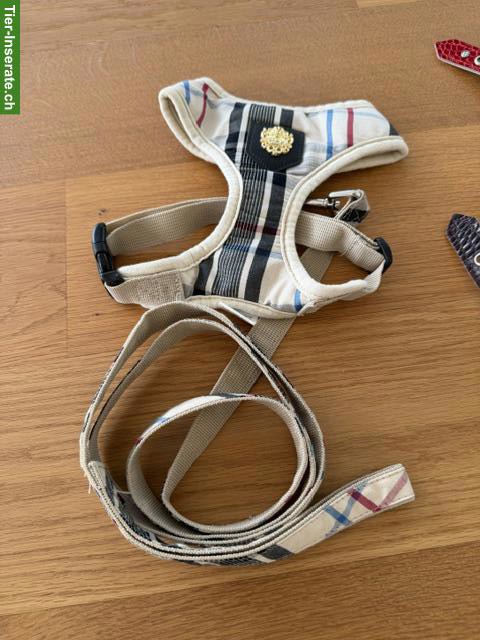 Bild 4: Buddy Belts mit Leine für kleine Hunde, Grösse 4
