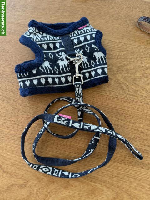 Bild 5: Buddy Belts mit Leine für kleine Hunde, Grösse 4