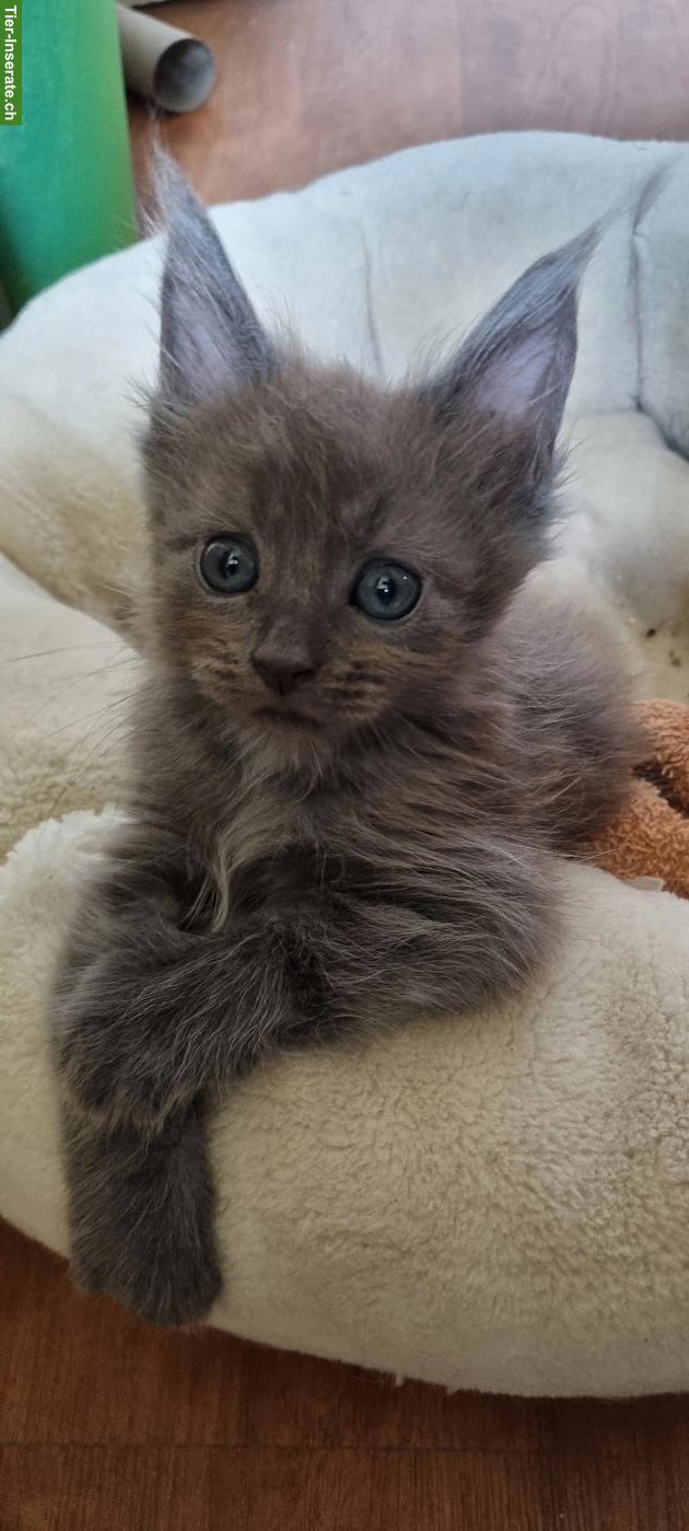 Maine Coon Kitten, reinrassig