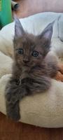 Maine Coon Kitten, reinrassig