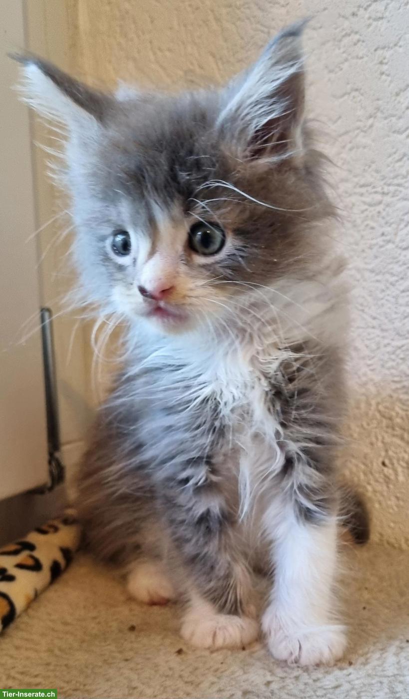 Bild 2: Maine Coon Kitten, reinrassig