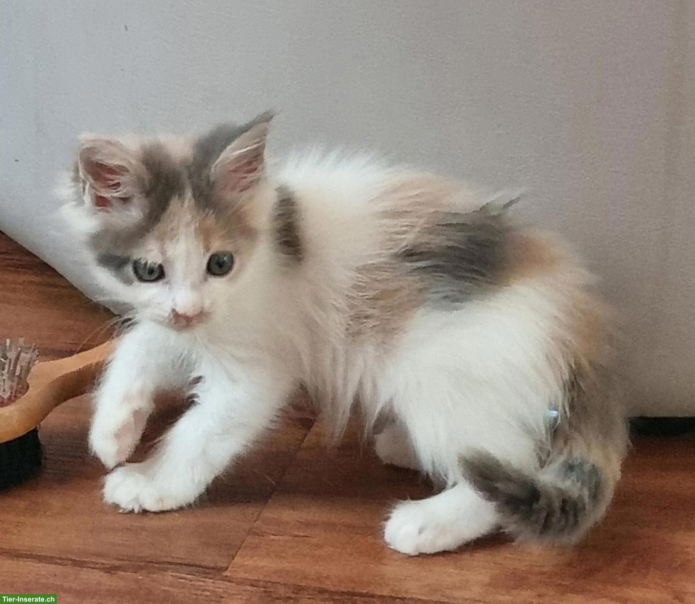Bild 3: Maine Coon Kitten, reinrassig