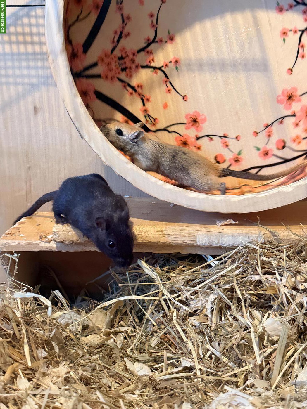 Bild 2: Weibliche Rennmäuse Olivia & Gipsy