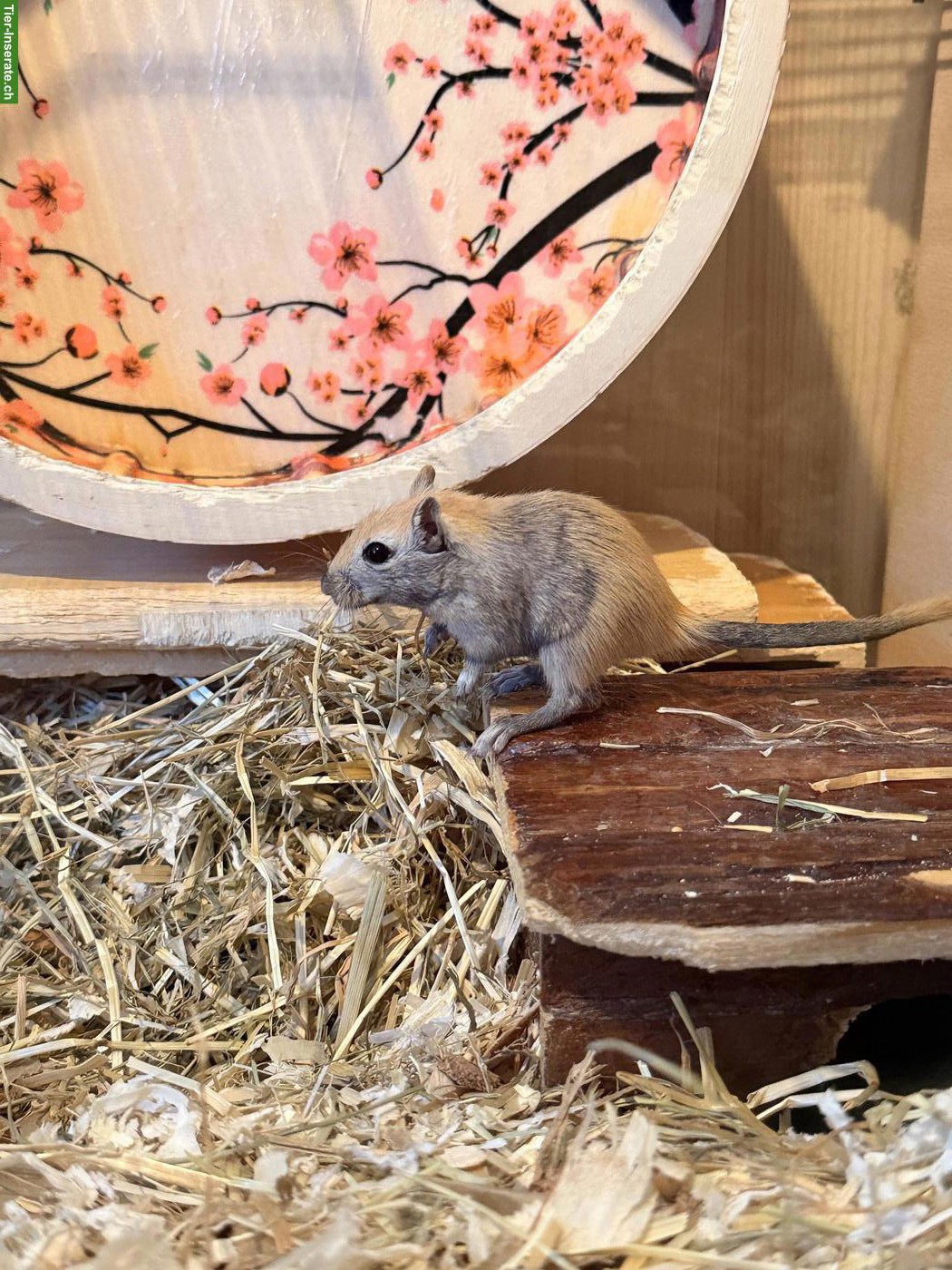 Bild 3: Weibliche Rennmäuse Olivia & Gipsy