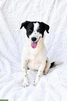 Verschmuste Hündin Ella, 3-jährig, sucht ihr Für-immer-Zuhause 🩷
