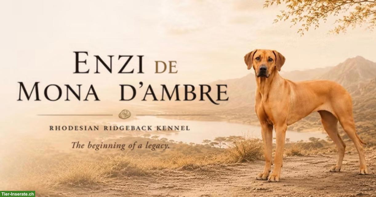 Rhodesian Ridgeback Welpen FCI, 2027 🇨🇭 | Chiots 2027 🇨🇭