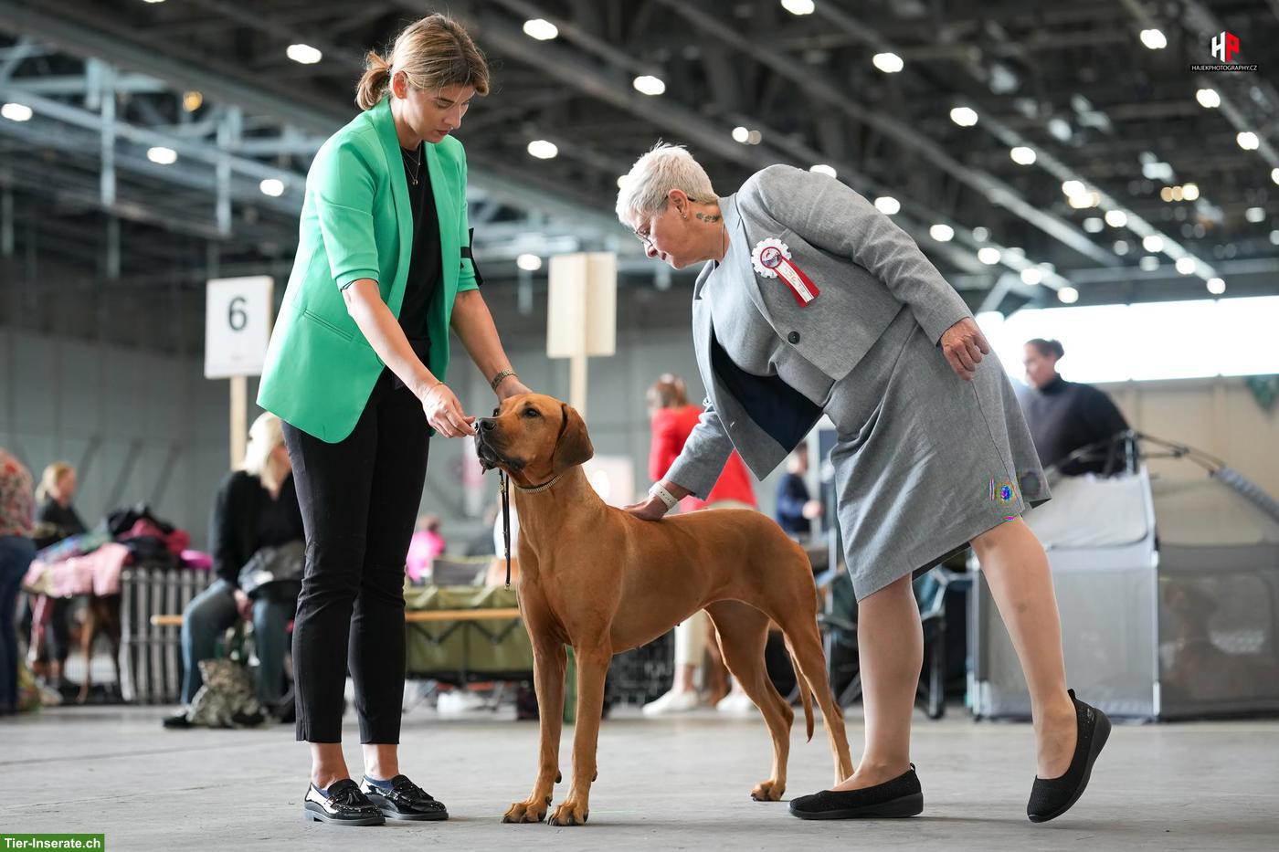 Bild 4: Rhodesian Ridgeback Welpen FCI, 2027 🇨🇭 | Chiots 2027 🇨🇭