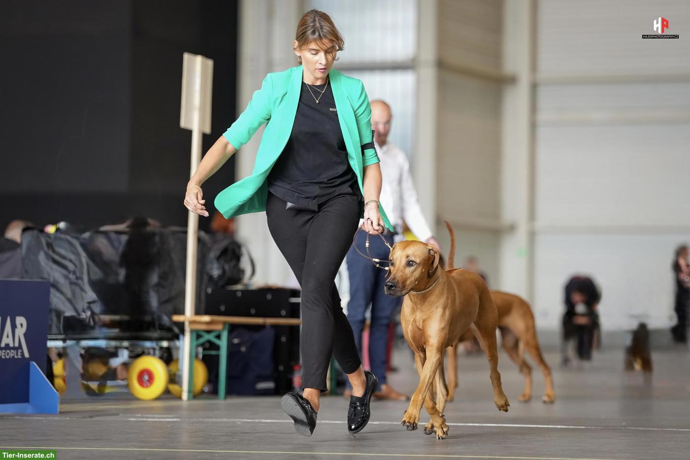 Bild 5: Rhodesian Ridgeback Welpen FCI, 2027 🇨🇭 | Chiots 2027 🇨🇭