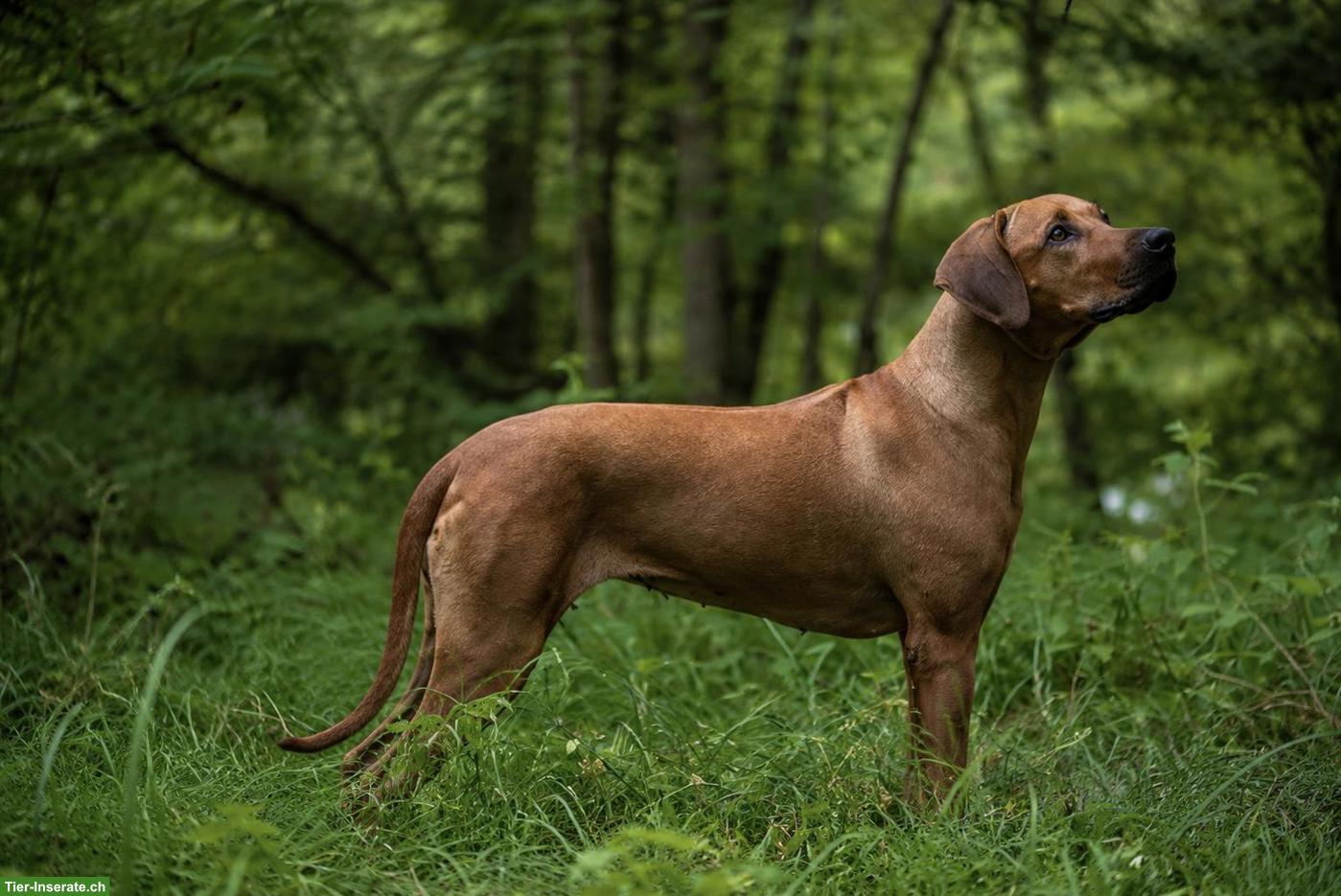 Bild 6: Rhodesian Ridgeback Welpen FCI, 2027 🇨🇭 | Chiots 2027 🇨🇭