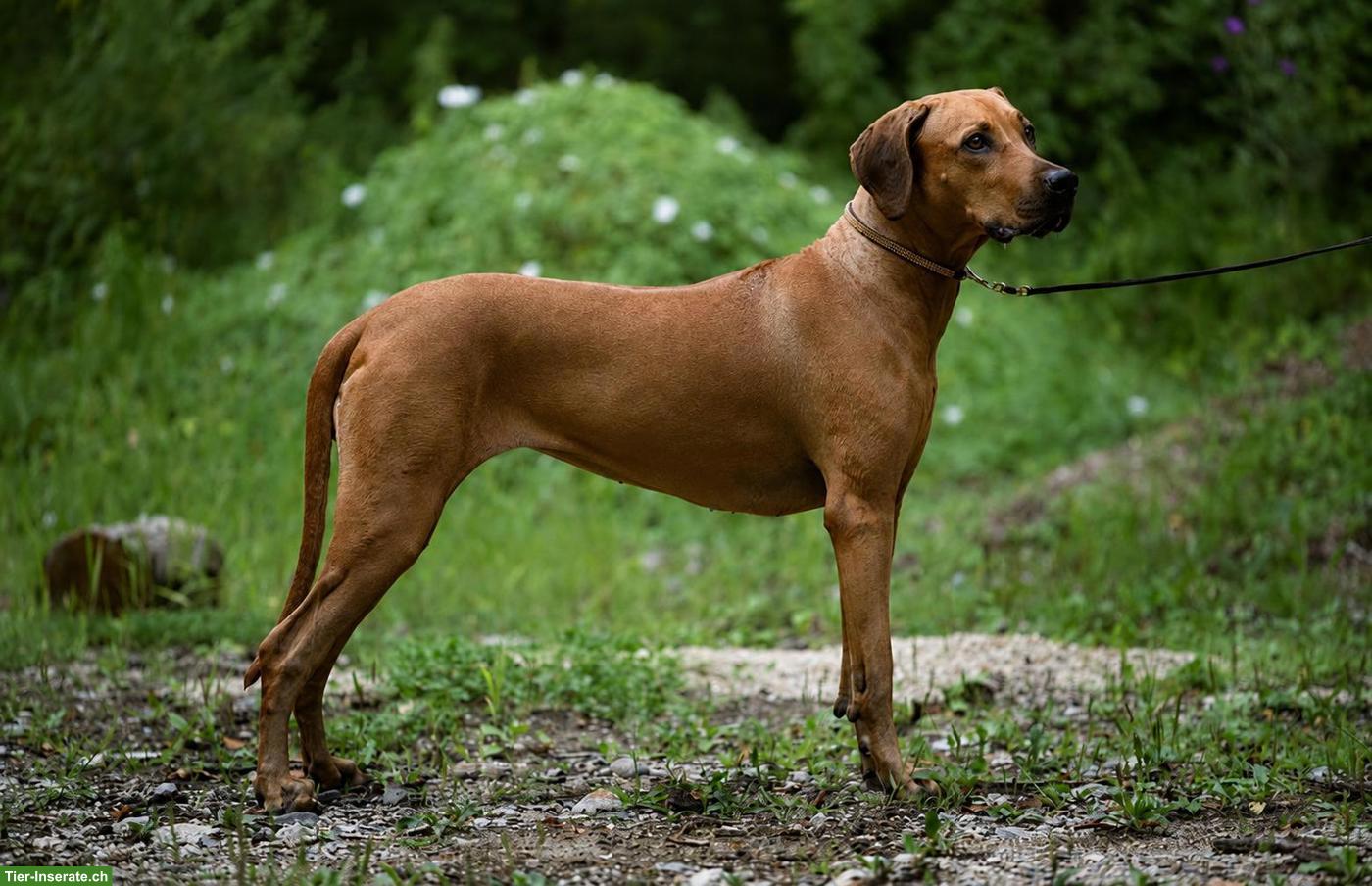Bild 7: Rhodesian Ridgeback Welpen FCI, 2027 🇨🇭 | Chiots 2027 🇨🇭