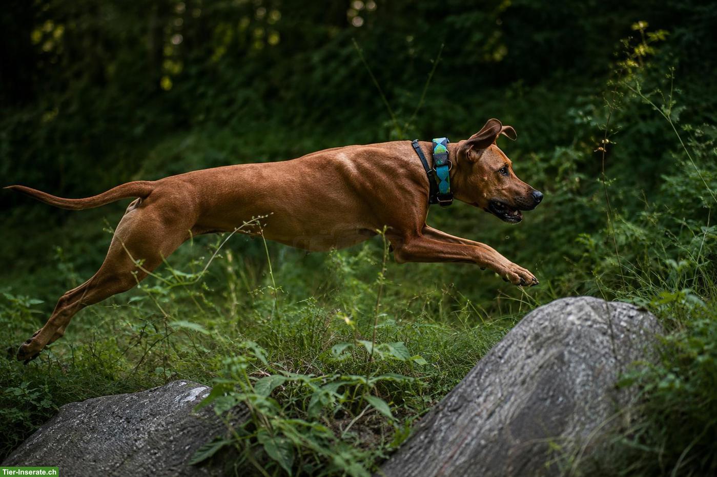 Bild 8: Rhodesian Ridgeback Welpen FCI, 2027 🇨🇭 | Chiots 2027 🇨🇭