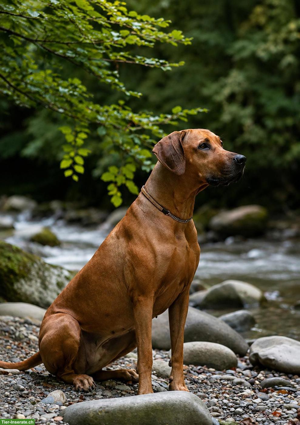 Bild 9: Rhodesian Ridgeback Welpen FCI, 2027 🇨🇭 | Chiots 2027 🇨🇭