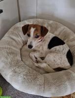 Jack Russell Terrier Tricolor Hündin