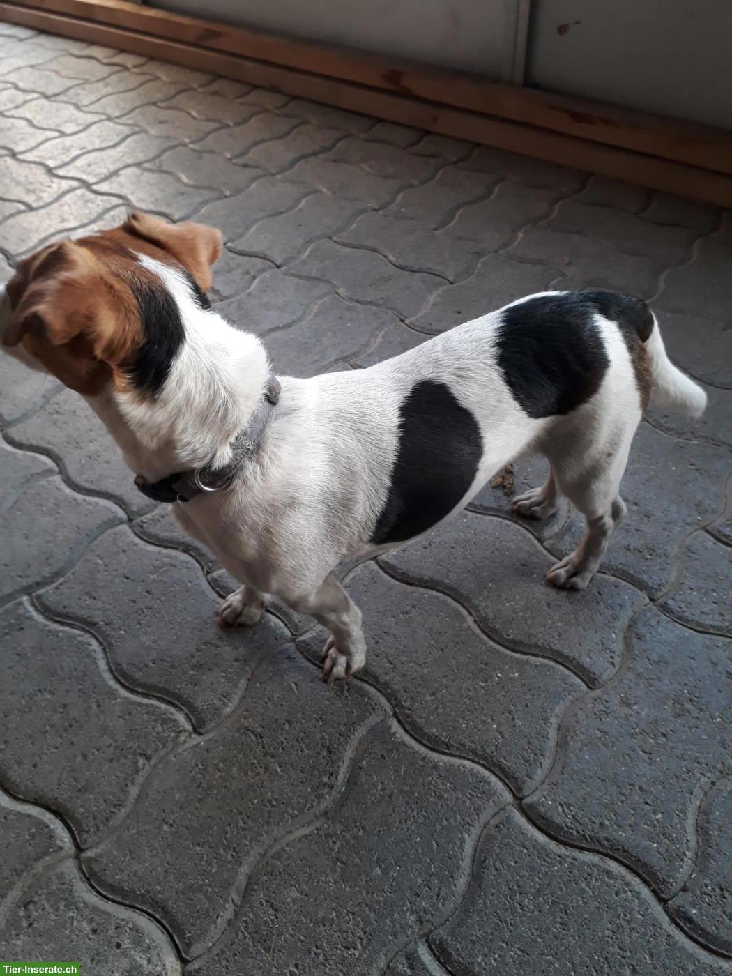 Bild 2: Jack Russell Terrier Tricolor Hündin
