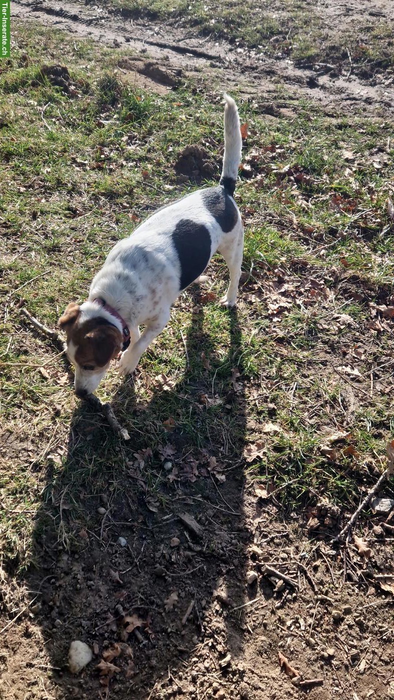 Bild 3: Jack Russell Terrier Tricolor Hündin