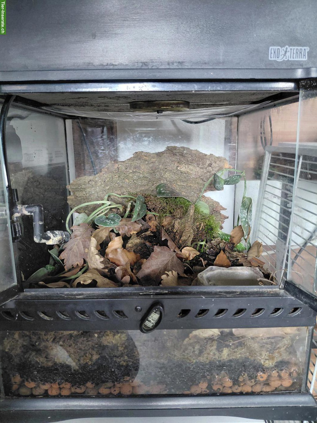 Bild 2: 2 Terrarien mit Heizmatten und Regenanlage