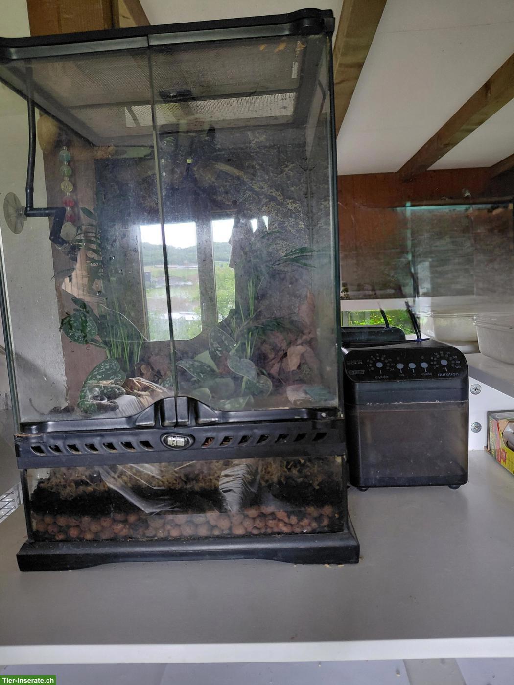 Bild 6: 2 Terrarien mit Heizmatten und Regenanlage