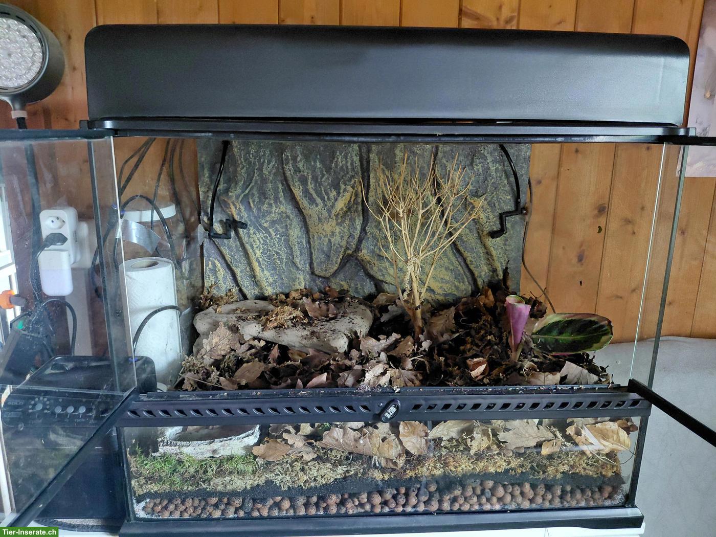 Bild 7: Terrarien mit Heizmatten und Regenanlage
