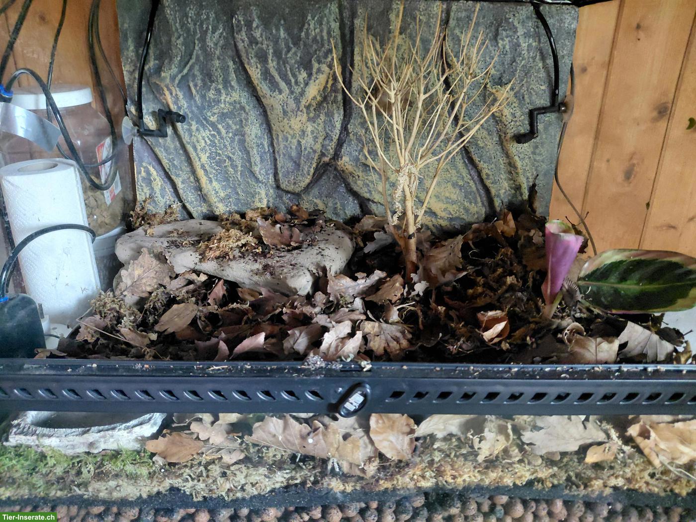 Bild 8: Terrarien mit Heizmatten und Regenanlage