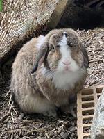 2 Kaninchen-Männchen kostenlos abzugeben